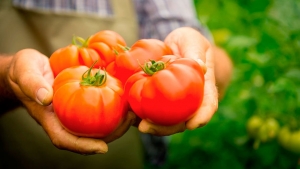 Sweet, fleshy and unpretentious tomato Sensei - a description of agricultural techniques and advice from experienced summer residents