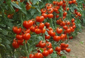 Step-by-step instructions on how to grow a Currency tomato: description and secrets of proper care