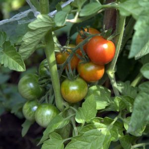 Secrets of competent tomato care: how to feed tomatoes with yeast in a greenhouse and what it will give