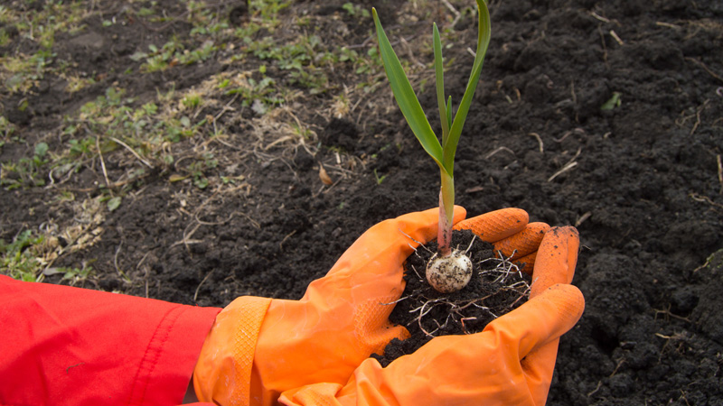Secrets of experienced gardeners: what to plant after garlic next year, and which crops should be avoided