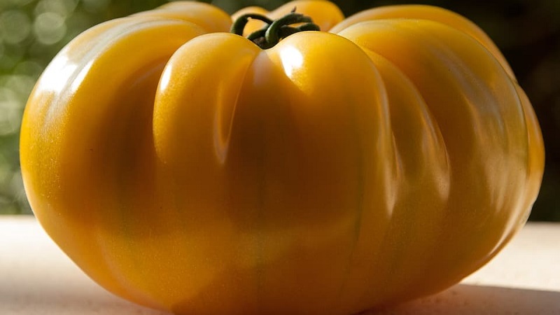 Lemon Giant variety - a tomato with extraordinary taste, bright color and incredibly large juicy fruits