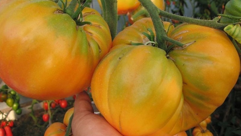 Lemon Giant variety - a tomato with extraordinary taste, bright color and incredibly large juicy fruits
