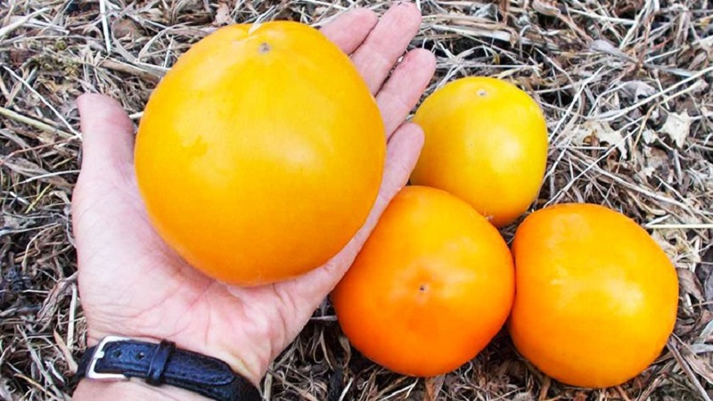 Lemon Giant variety - a tomato with extraordinary taste, bright color and incredibly large juicy fruits