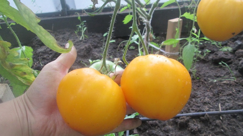 Lemon Giant variety - a tomato with extraordinary taste, bright color and incredibly large juicy fruits