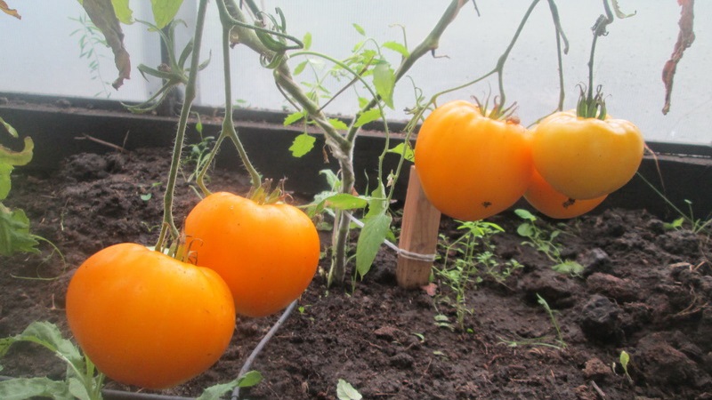 Lemon Giant variety - a tomato with extraordinary taste, bright color and incredibly large juicy fruits