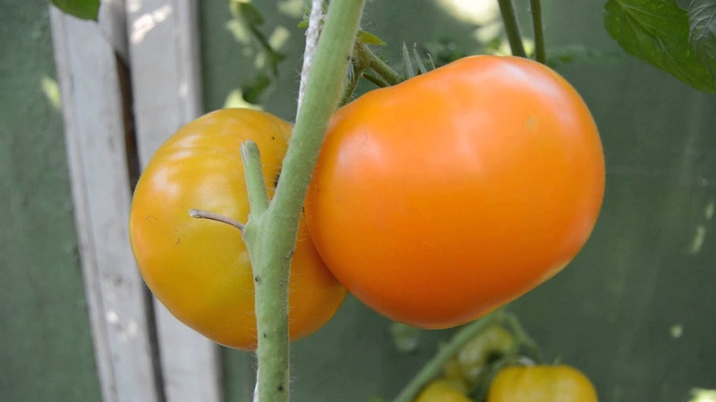 Lemon Giant variety - a tomato with extraordinary taste, bright color and incredibly large juicy fruits