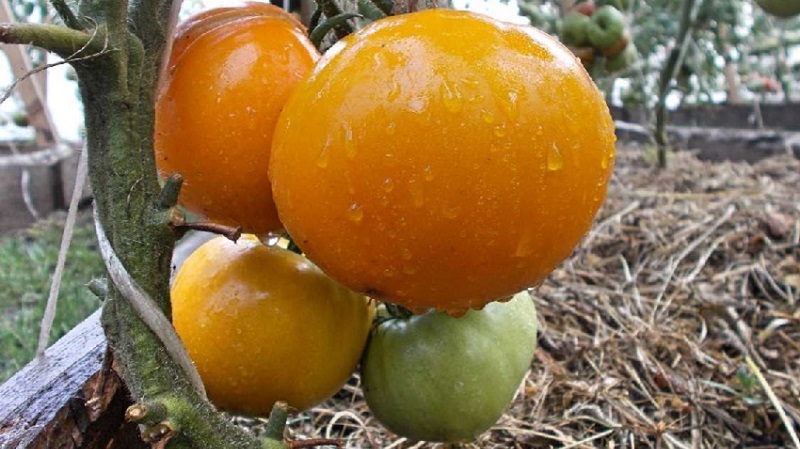 Lemon Giant variety - a tomato with extraordinary taste, bright color and incredibly large juicy fruits