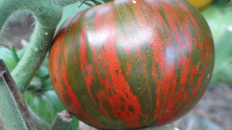 A variety with an unusual color, unique taste and appetizing name - tomato Striped chocolate