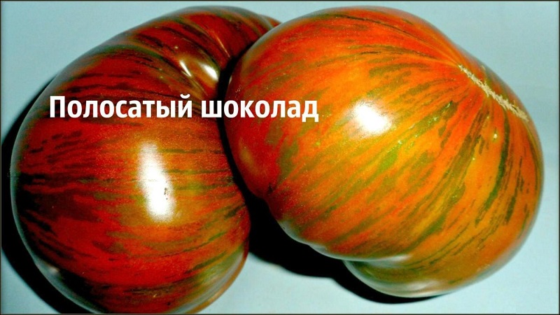 A variety with an unusual color, unique taste and appetizing name - tomato Striped chocolate