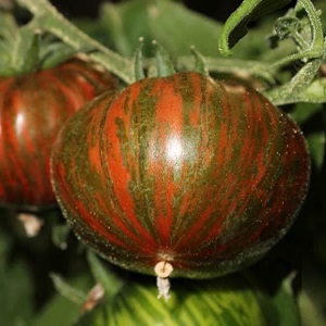 A variety with an unusual color, unique taste and appetizing name - tomato Striped chocolate