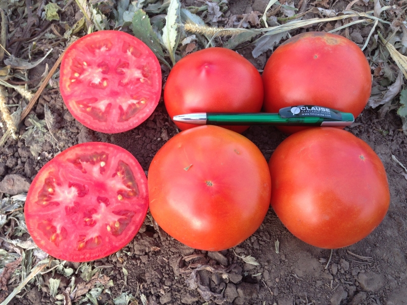 One of the earliest tomato varieties - the French hybrid Supernova F1