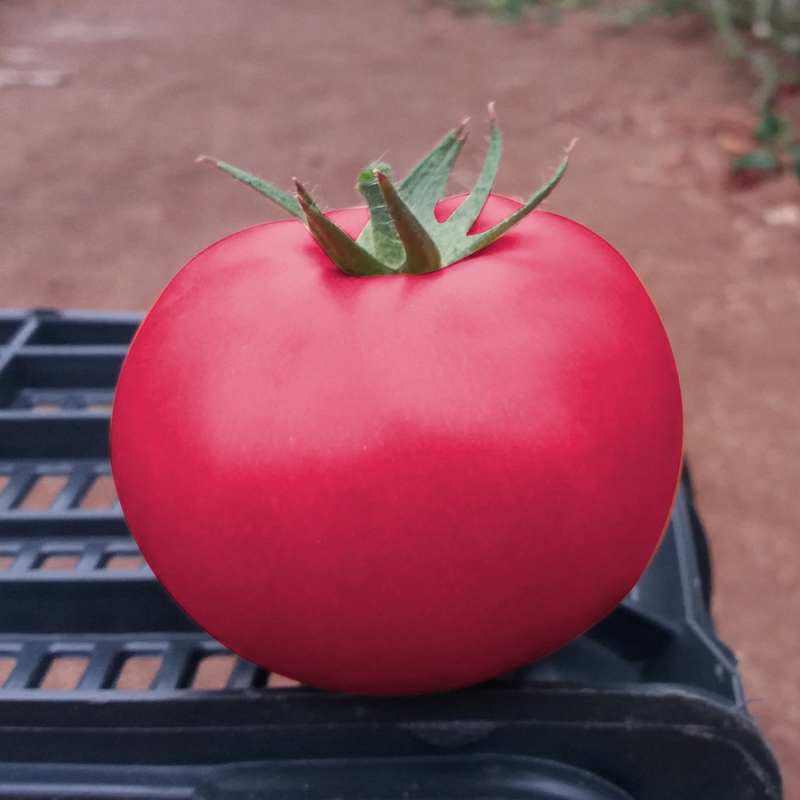 One of the earliest tomato varieties - the French hybrid Supernova F1