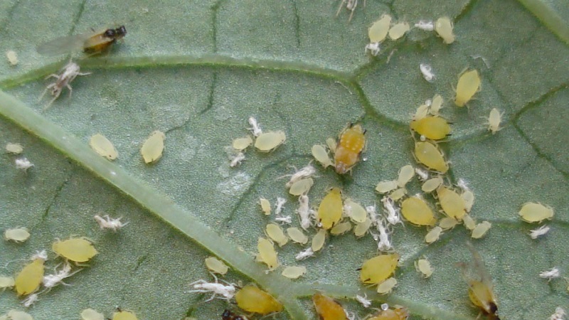 Aphids on tomatoes: how to deal with flowering and what means to choose for processing tomatoes