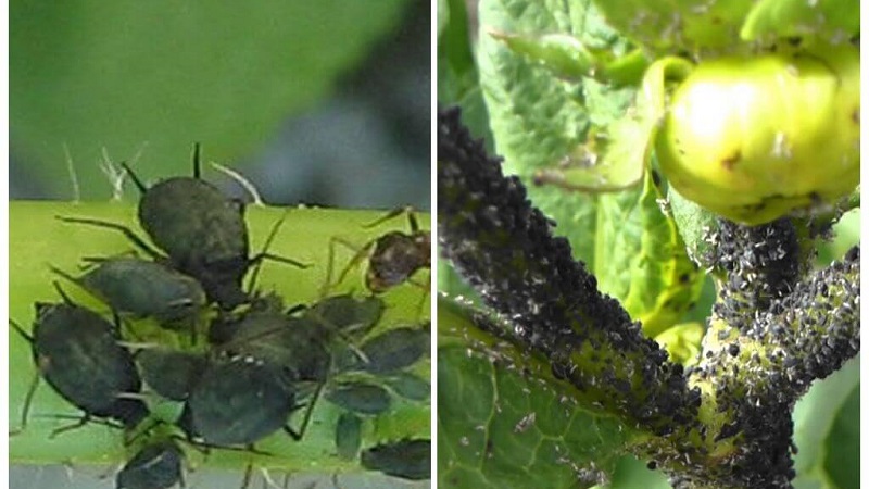 Aphids on tomatoes: how to deal with flowering and what means to choose for processing tomatoes