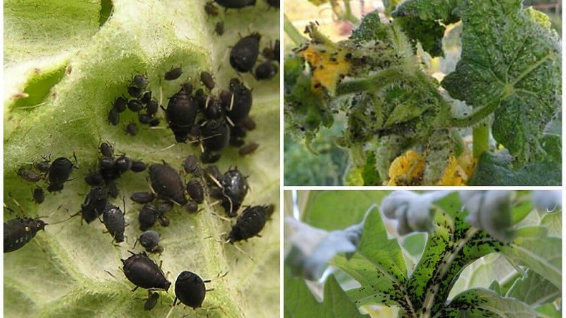 Aphids on tomatoes: how to deal with flowering and what means to choose for processing tomatoes