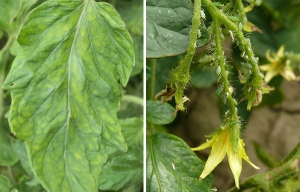Sweet, fleshy and unpretentious tomato Sensei - a description of agricultural techniques and advice from experienced summer residents