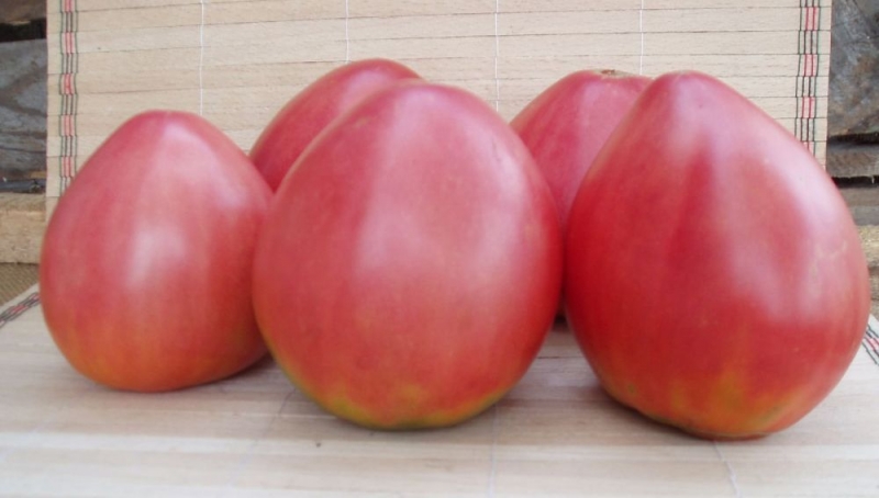 Early ripe tomatoes for juices, salads and preservation Fatima - characteristics and description of the variety