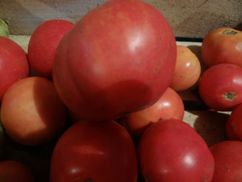 Early ripe tomatoes for juices, salads and preservation Fatima - characteristics and description of the variety