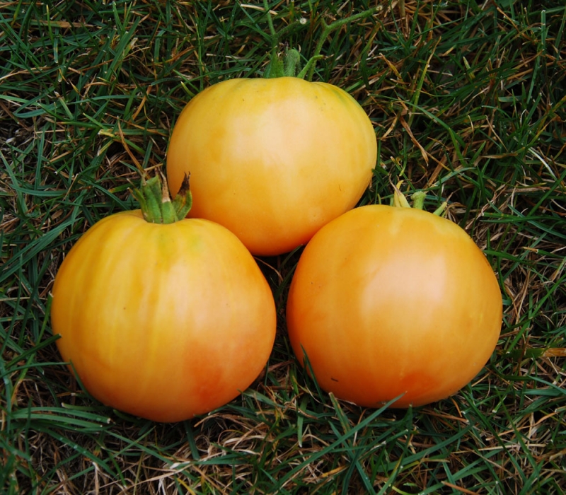 Description of tomatoes of the Pineapple variety: features of their cultivation in open and closed ground