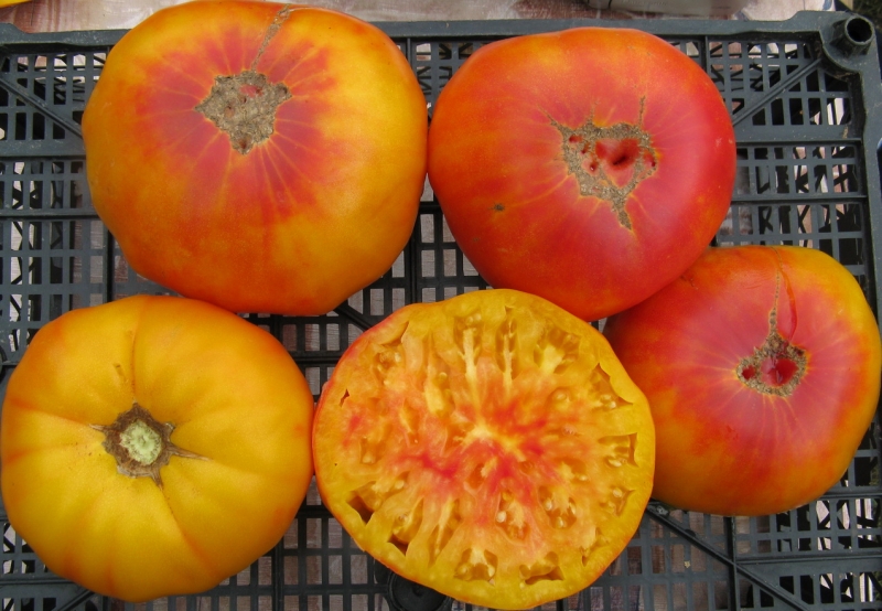 Description of tomatoes of the Pineapple variety: features of their cultivation in open and closed ground