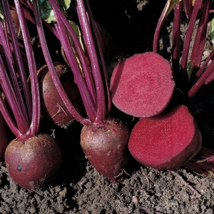 Top 12 best beet varieties: an overview of the different types and tips for choosing the most suitable