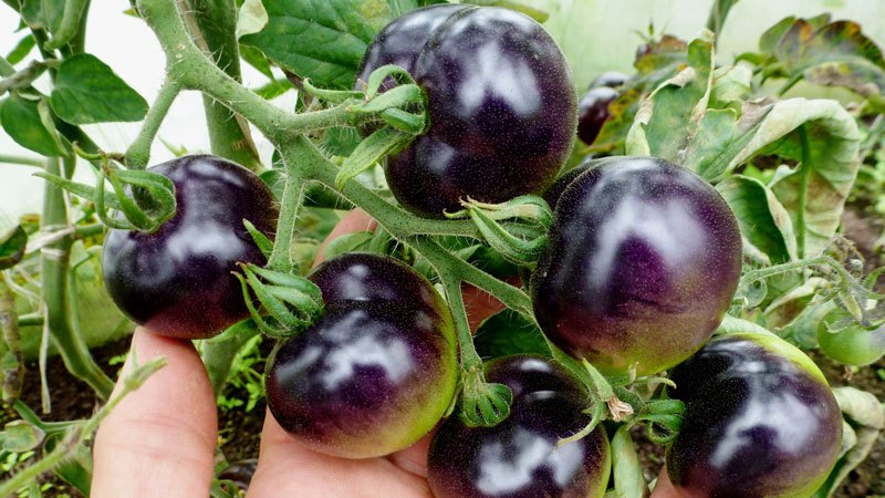 Surprise guests and neighbors with unusual tomatoes - tomato Black bunch F1