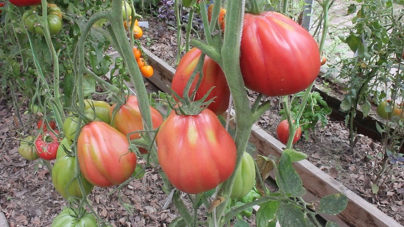 Amazing-looking tomato Fig pink with a sweet fruity taste - a variety for real gourmets