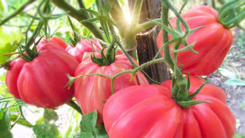 Amazing-looking tomato Fig pink with a sweet fruity taste - a variety for real gourmets