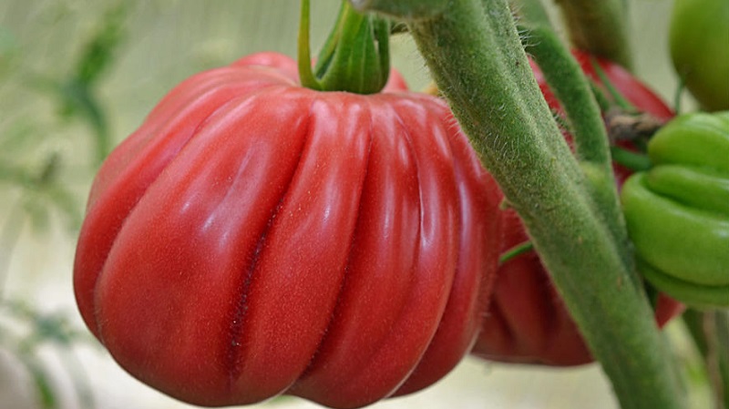 Amazing-looking tomato Fig pink with a sweet fruity taste - a variety for real gourmets