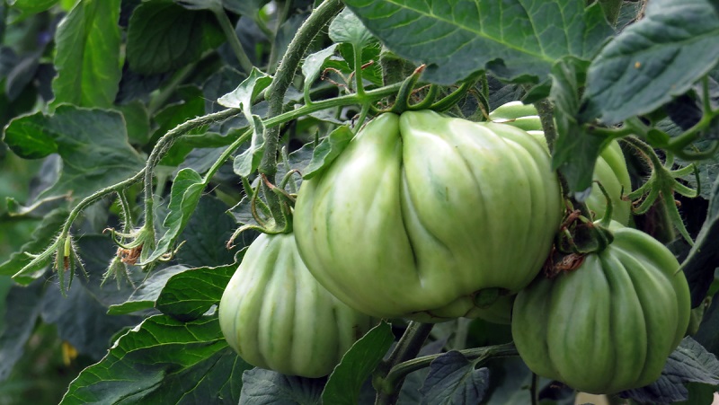 Amazing-looking tomato Fig pink with a sweet fruity taste - a variety for real gourmets