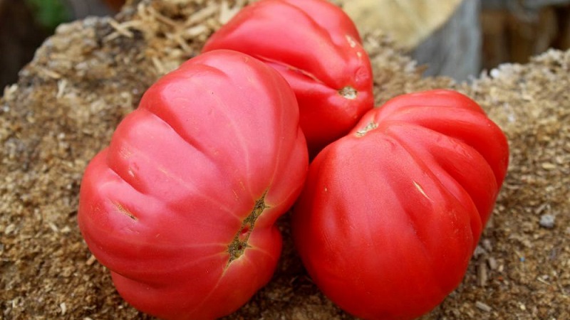 Amazing-looking tomato Fig pink with a sweet fruity taste - a variety for real gourmets