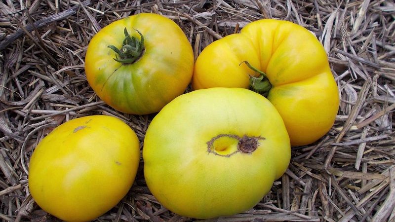 An amazing variety of green tomatoes - the Swamp tomato for real gourmets