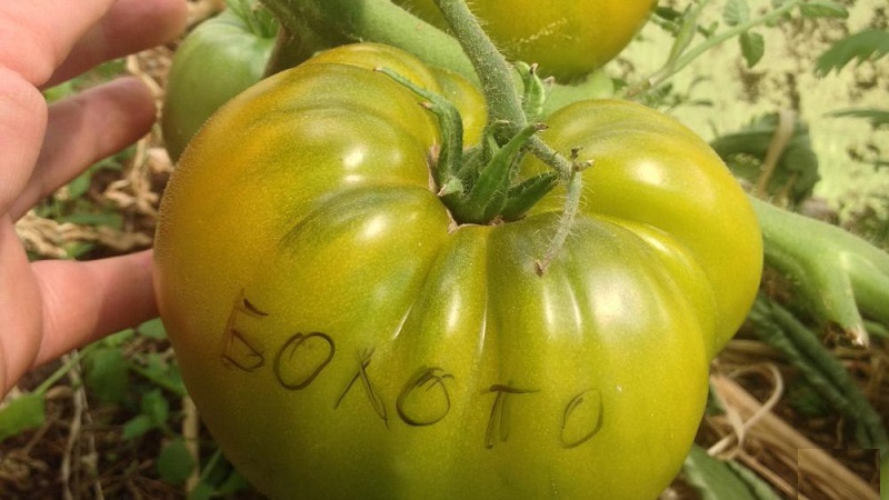 An amazing variety of green tomatoes - the Swamp tomato for real gourmets