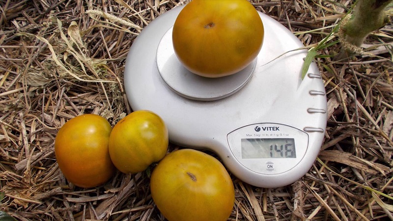 An amazing variety of green tomatoes - the Swamp tomato for real gourmets