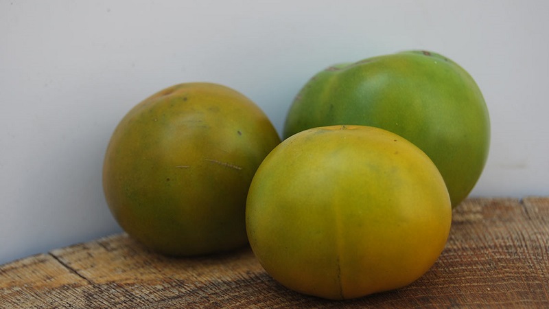 An amazing variety of green tomatoes - the Swamp tomato for real gourmets