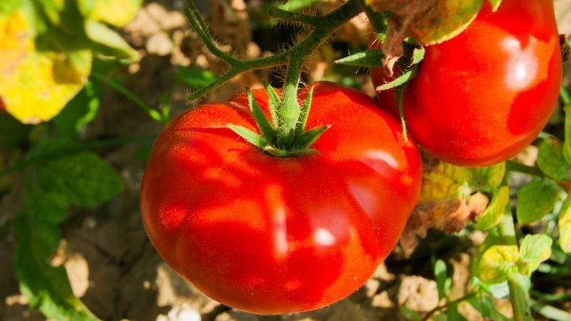 Ultra-early, non-capricious, undersized and very tasty tomato Boney MM: a complete overview of the variety and its cultivation