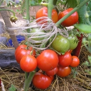 Ultra-early, non-capricious, undersized and very tasty tomato Boney MM: a complete overview of the variety and its cultivation