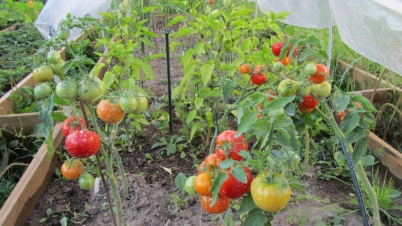 Ultra-early, non-capricious, undersized and very tasty tomato Boney MM: a complete overview of the variety and its cultivation