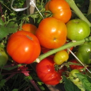 Ultra-early, non-capricious, undersized and very tasty tomato Boney MM: a complete overview of the variety and its cultivation