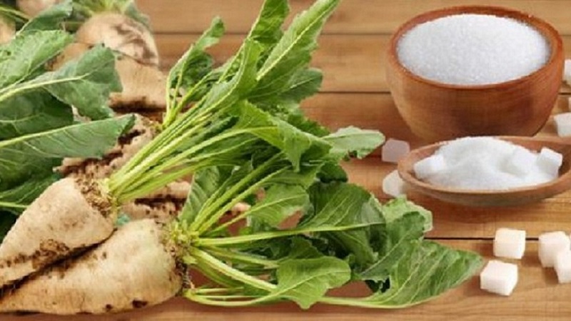 How sugar is made from beets at a factory and is it possible to get it at home on your own