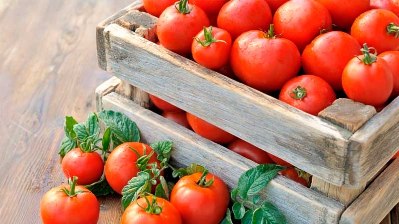 We will learn how to store tomatoes at home and enjoy fresh fruits until winter