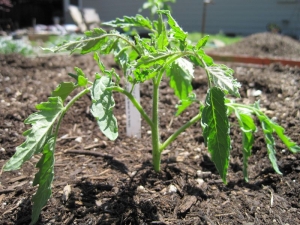 Step-by-step instructions on how to grow a Currency tomato: description and secrets of proper care