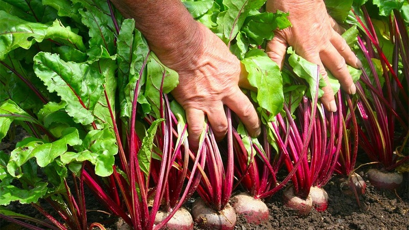 We grow table beets correctly: from selection of varieties to harvest
