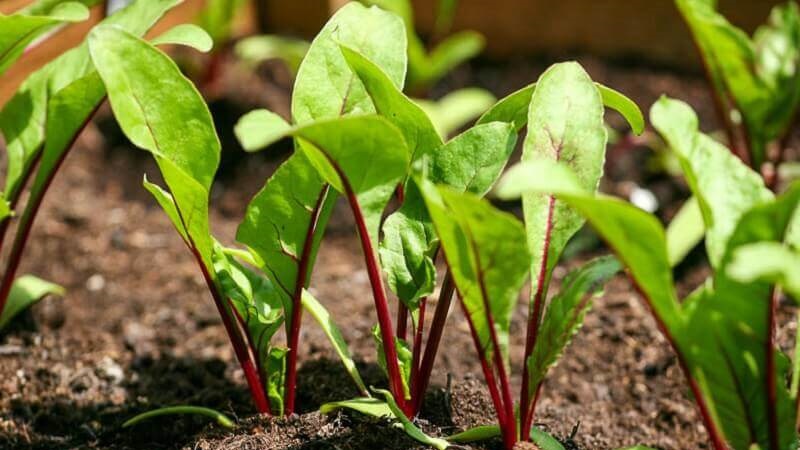 We grow table beets correctly: from selection of varieties to harvest