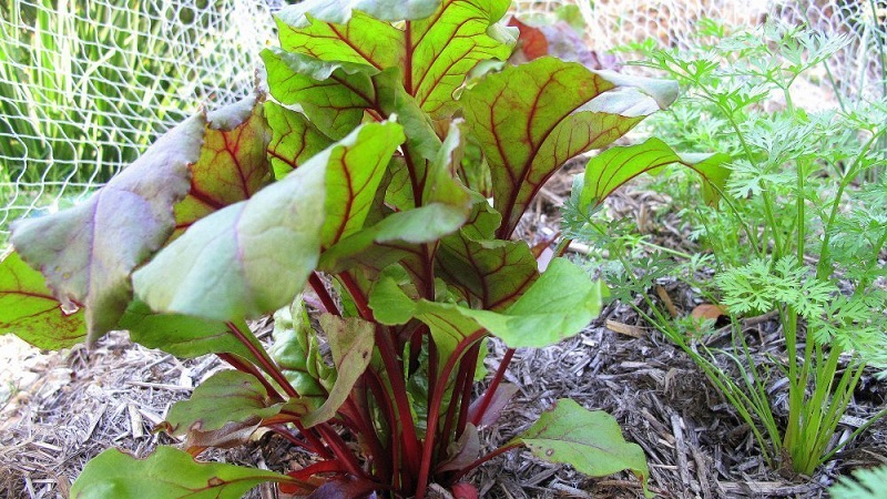 We grow table beets correctly: from selection of varieties to harvest