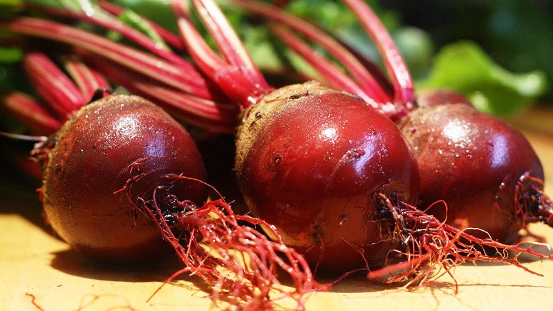 We grow table beets correctly: from selection of varieties to harvest