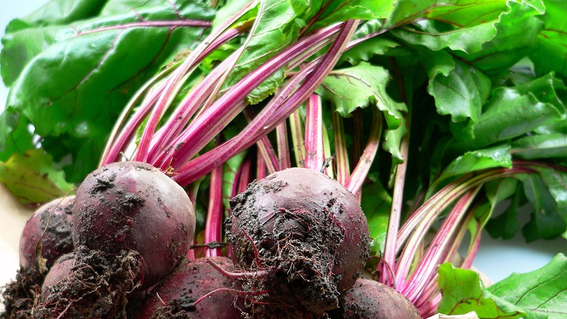 We grow table beets correctly: from selection of varieties to harvest