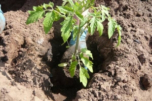A find for gardeners - the Golden mother-in-law tomato: characteristics and description of the variety, growing and care