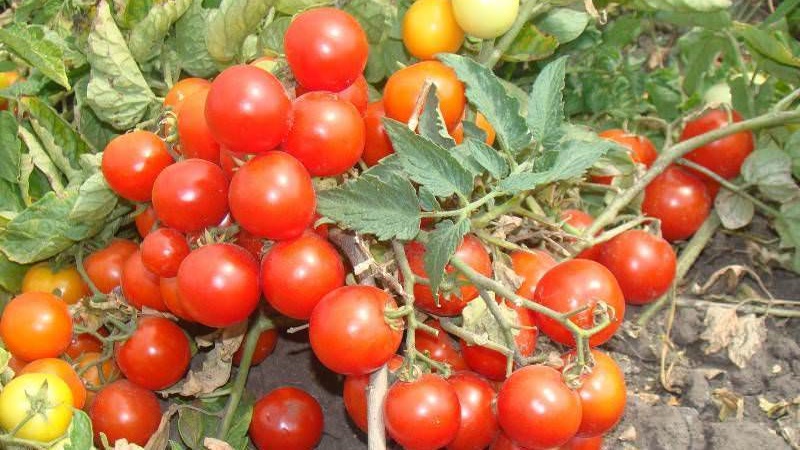 Bright beads on the bushes - a miniature Pinocchio tomato: we grow on the site and at home on the balcony