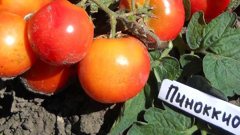 Bright beads on the bushes - a miniature Pinocchio tomato: we grow on the site and at home on the balcony